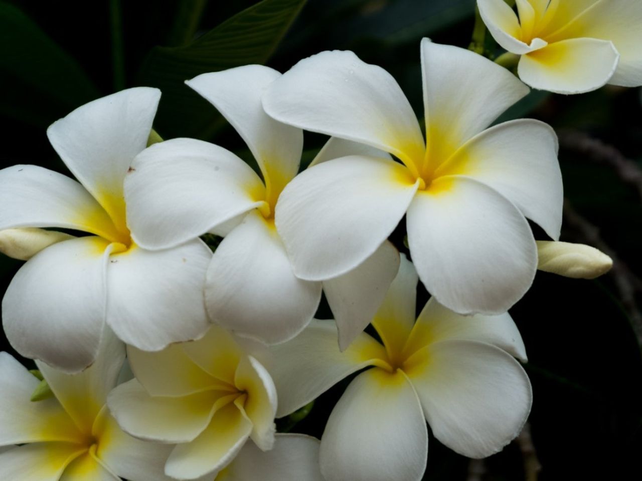 White-Yellow Plumeria Plants