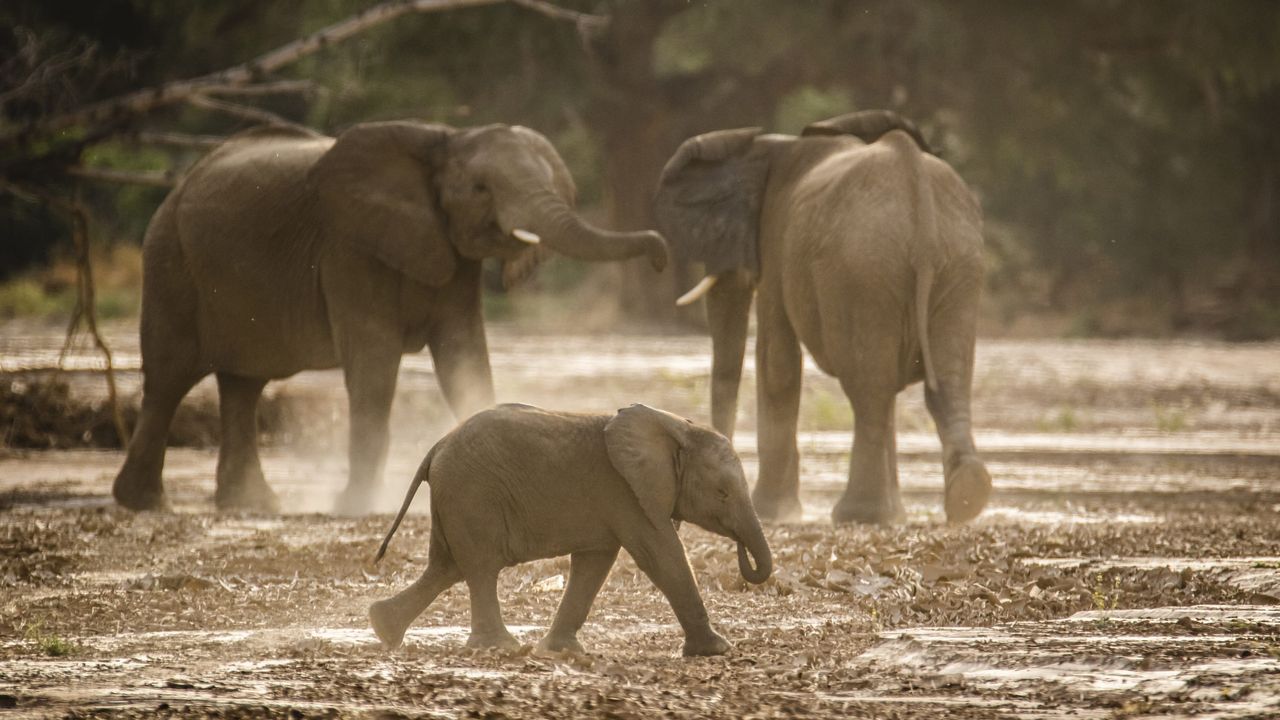 Desert elephants.