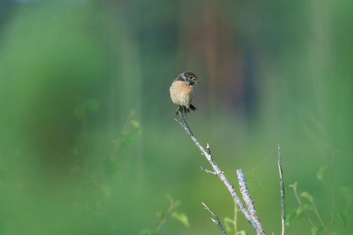 Stonechat perched on a branch in a nature reserve taken with a Sony telephoto lens