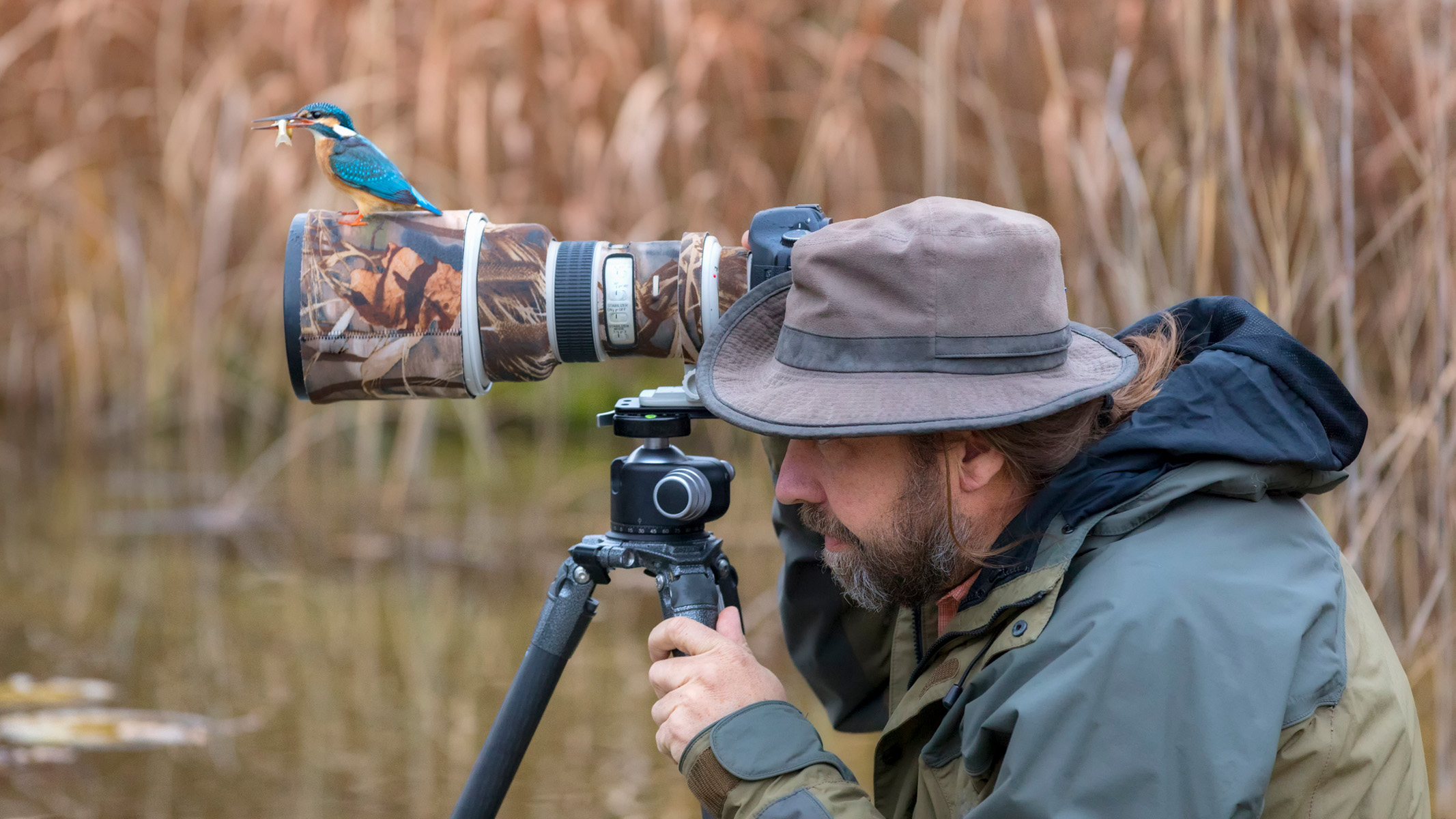 kingfisher sitting on a wildlife photographer's lens
