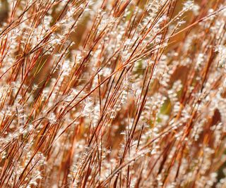 Little bluestem in the fall months with feather-like seed heads