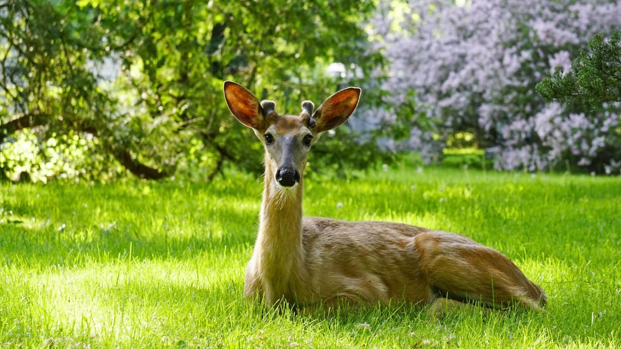 A male deer with short antlers lying in the grass