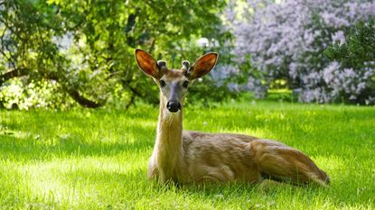 A male deer with short antlers lying in the grass