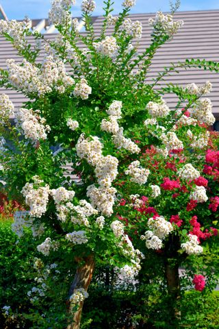 A close-up of crepe myrtle