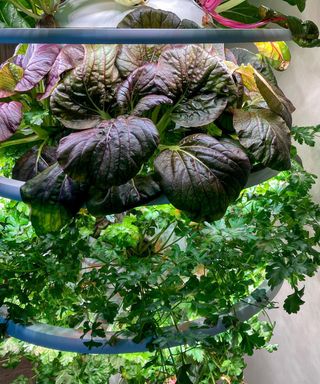 hydroponic gardening system growing leaves