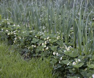 Garlic growing as a companion plant to strawberries