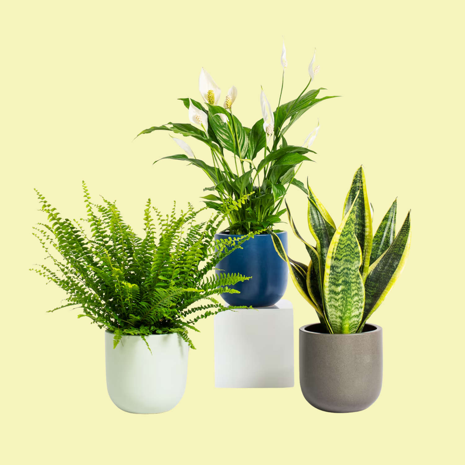 A Boston fern in a white planter, a peace lily in a blue planter on a white plinth, and a snake plant in a gray pot
