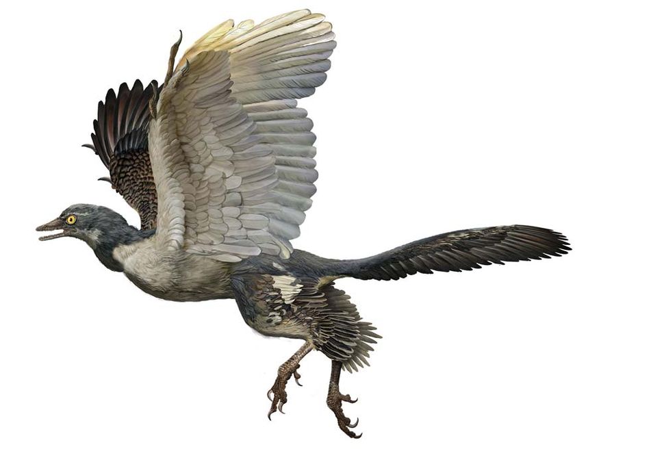 Photos Birds Evolved from Dinosaurs, Museum Exhibit Shows Page 3