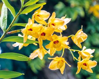 Yellow flowers of dendrobium orchid
