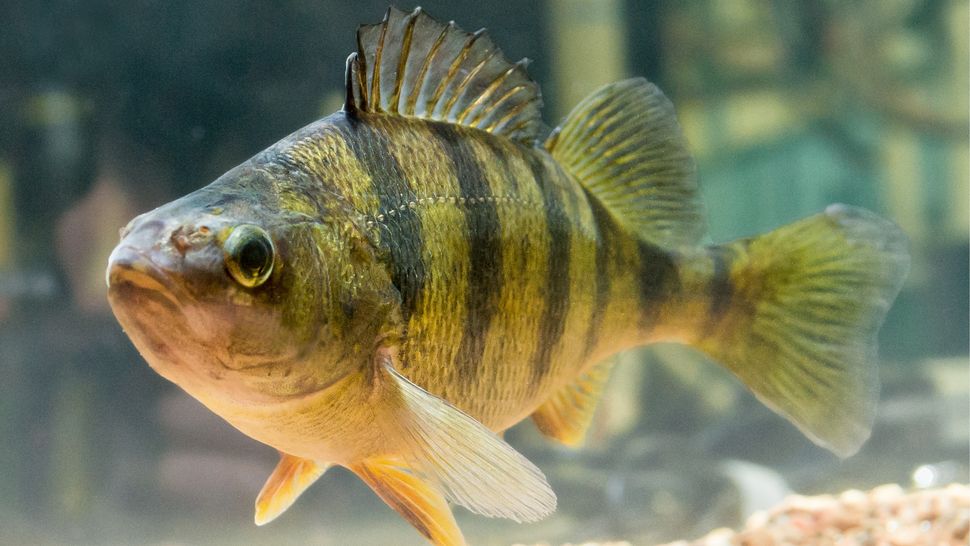 How to catch yellow perch the best baits, lures and tackle Advnture