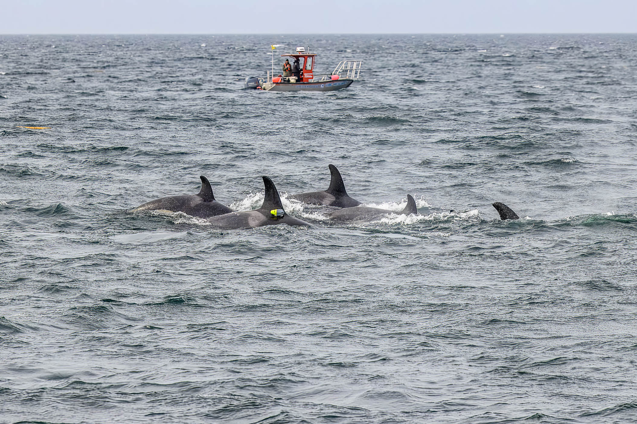 Northern Resident killer whale with the research vessel Steller Quest in the background.
