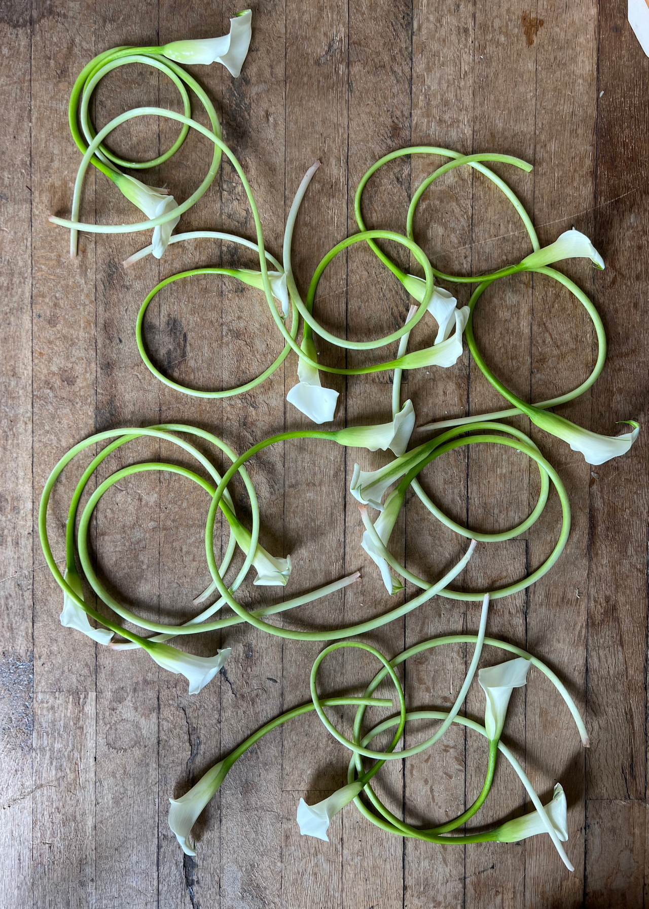 An overhead view of curled calla lilies