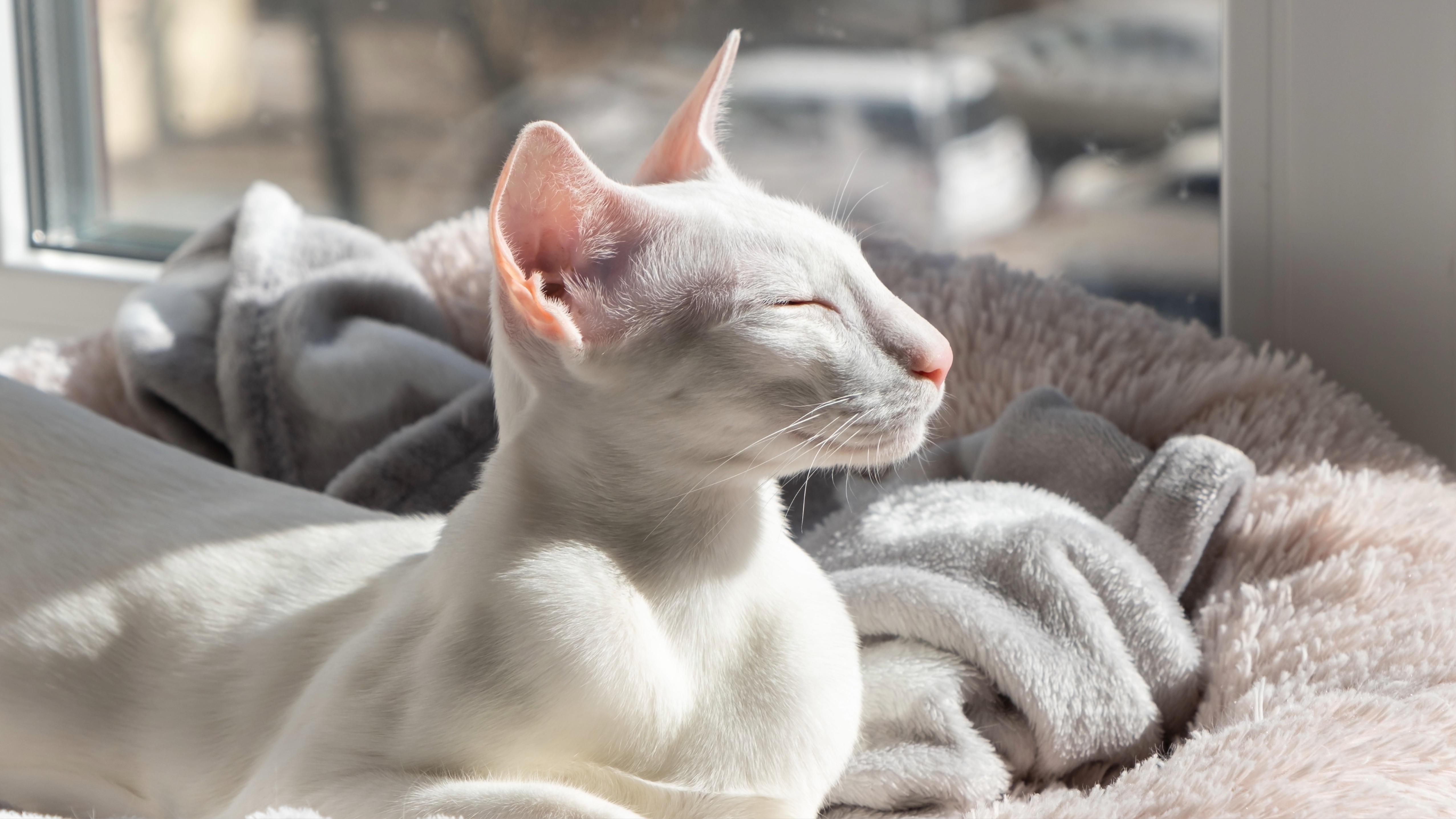 Oriental shorthair white cat sleeping near the window