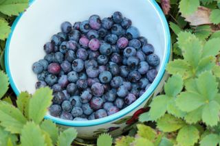 vegetable patch tip: bowl of blueberries