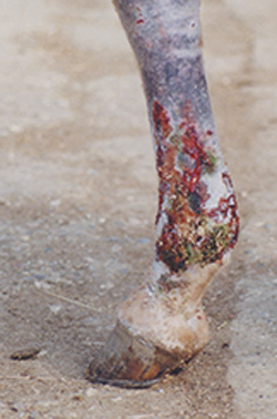 Mud Fever Leg_72dpi