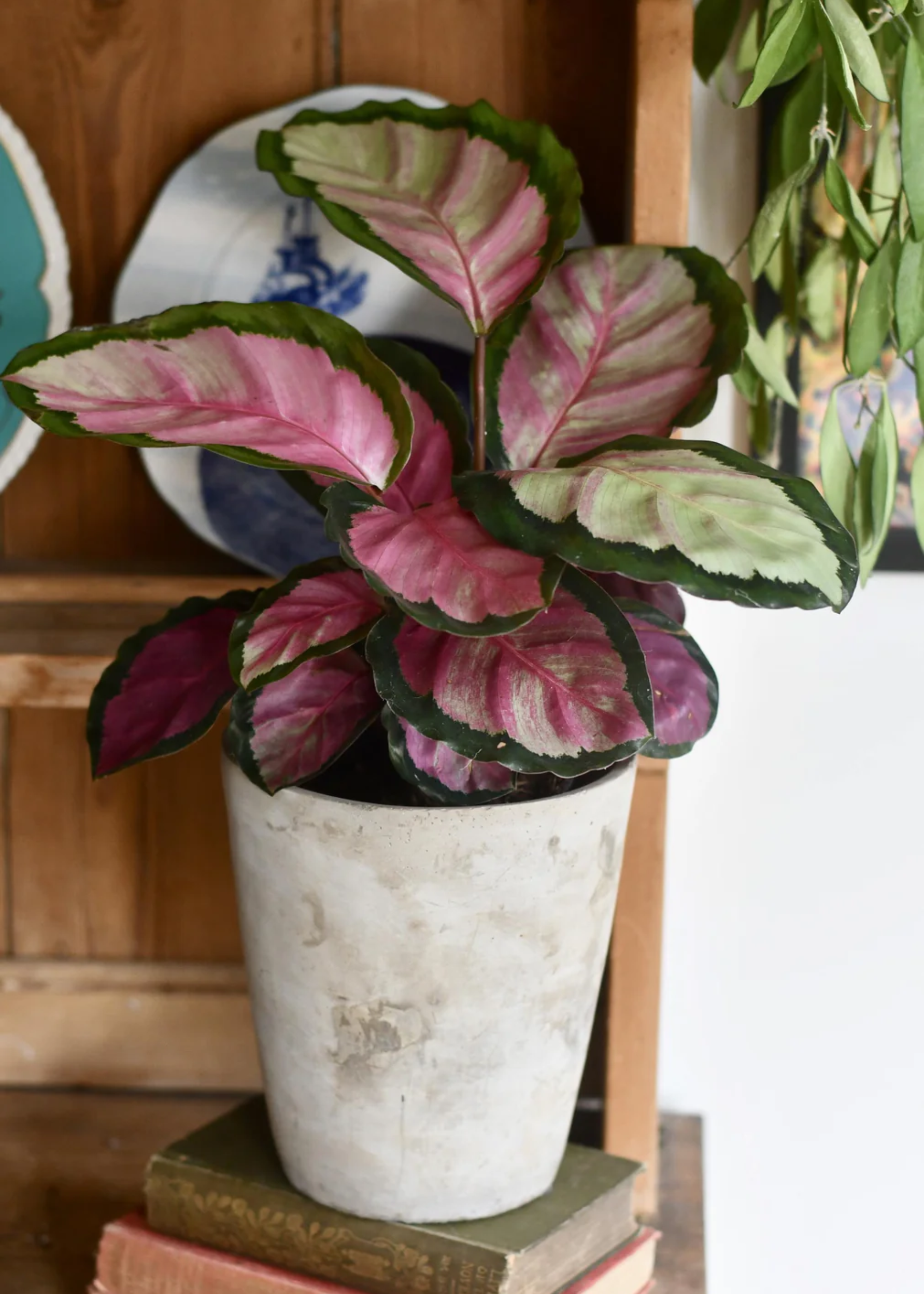 A calathea roseopicta in a textured raw planter on a stack of books