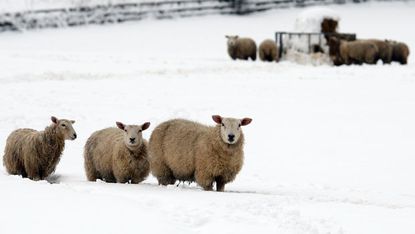snow-sheep-weather-2502313.jpg