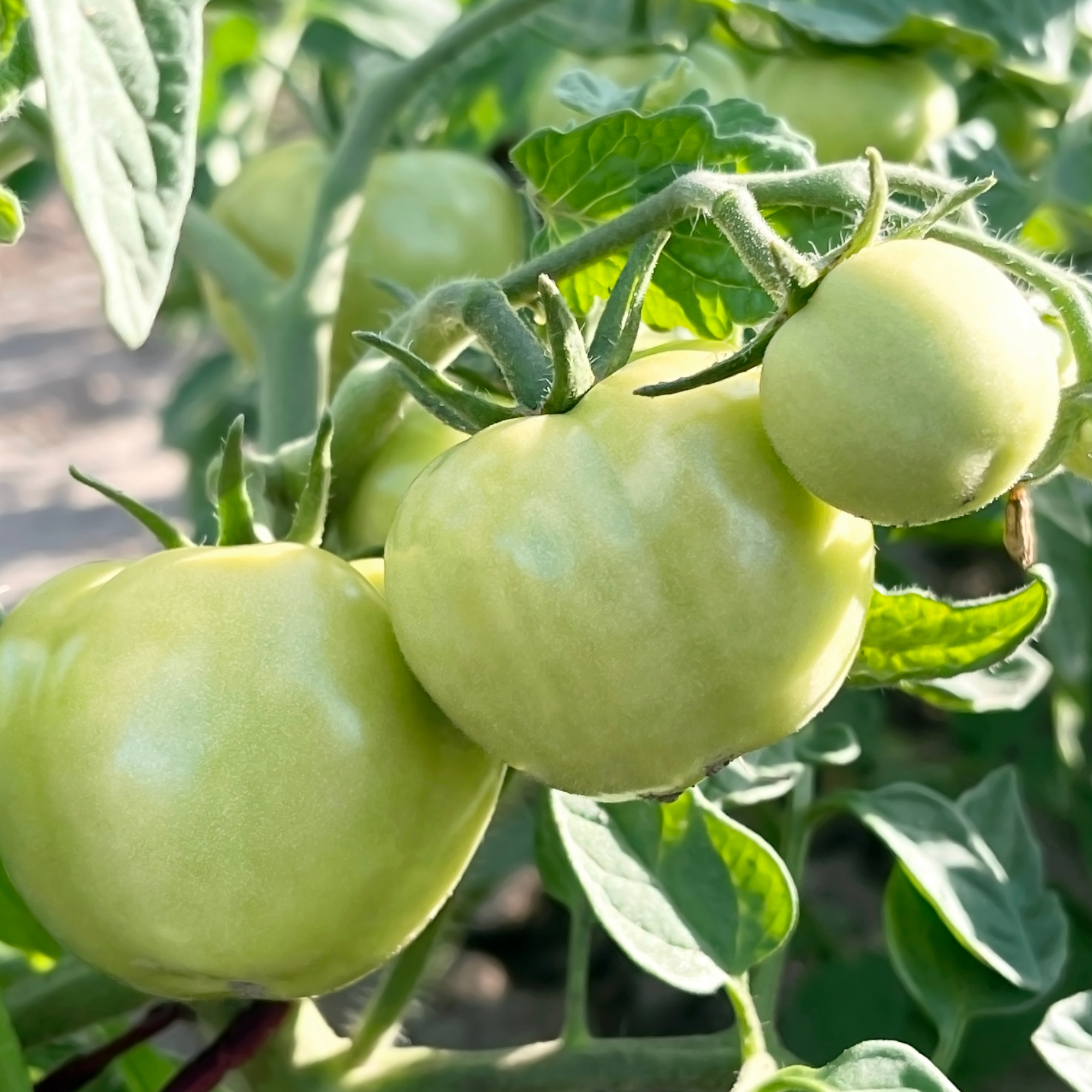 green unripe tomatoes hang on a tomato bush branch