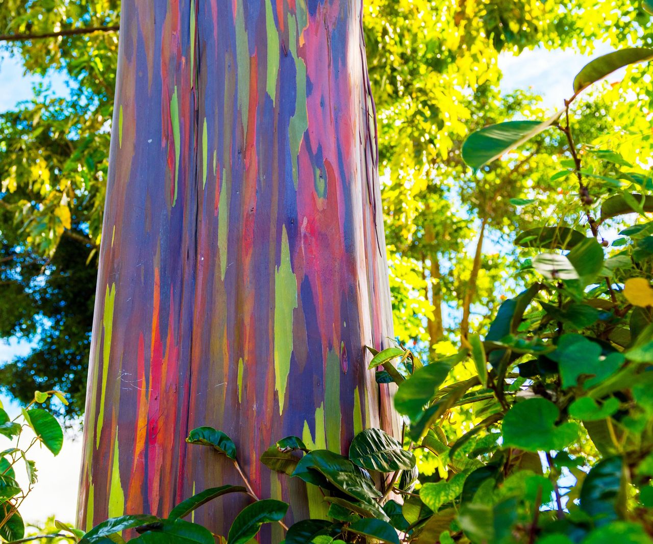 The rainbow eucalyptus: A tree with a kaleidoscopic appearance | Homes ...