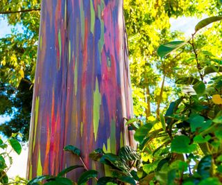 Rainbow tree with colorful bark in a forest