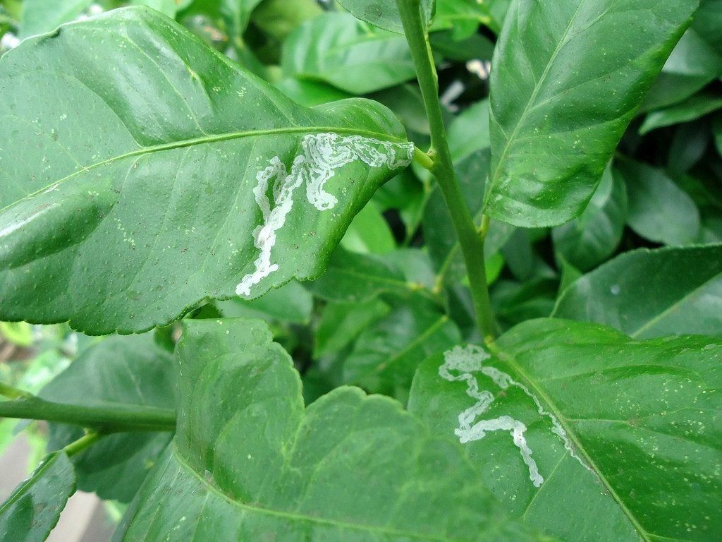 Citrus Leaf Miner Damage