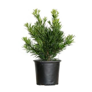 Dwarf Podocarpus Yew 