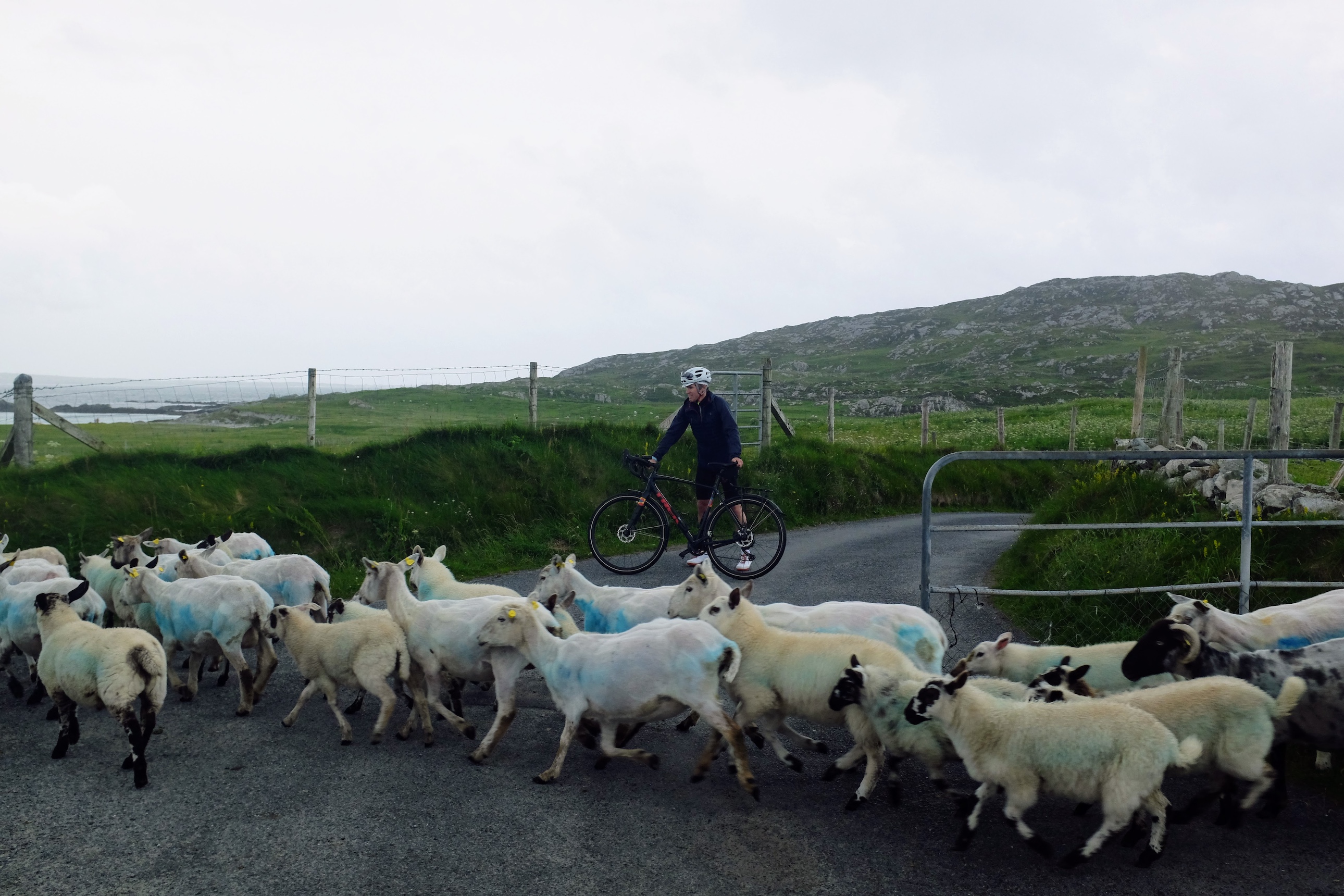 David Bradford stands in the road with his bike as sheep cross in front of him
