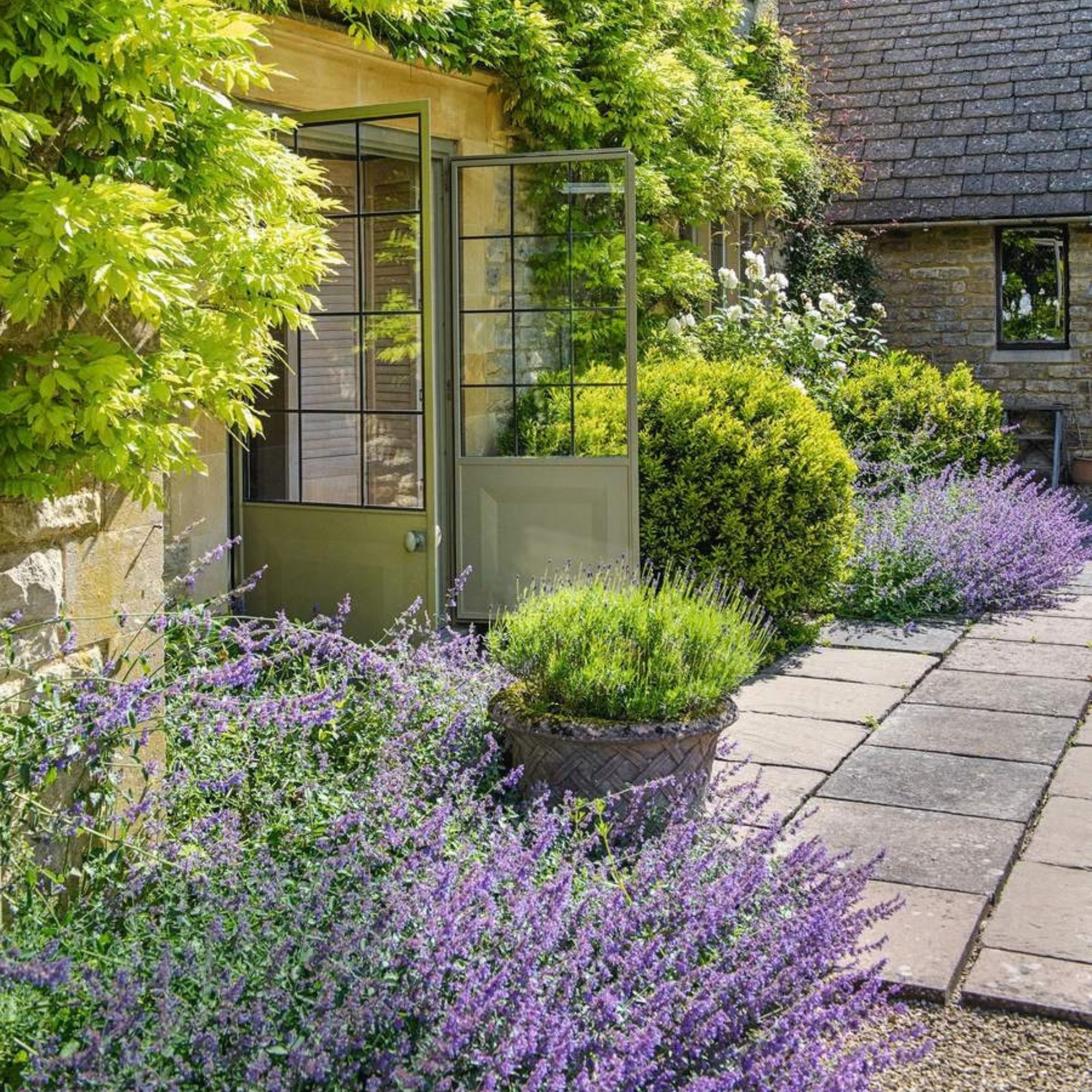 garden with lavender borders