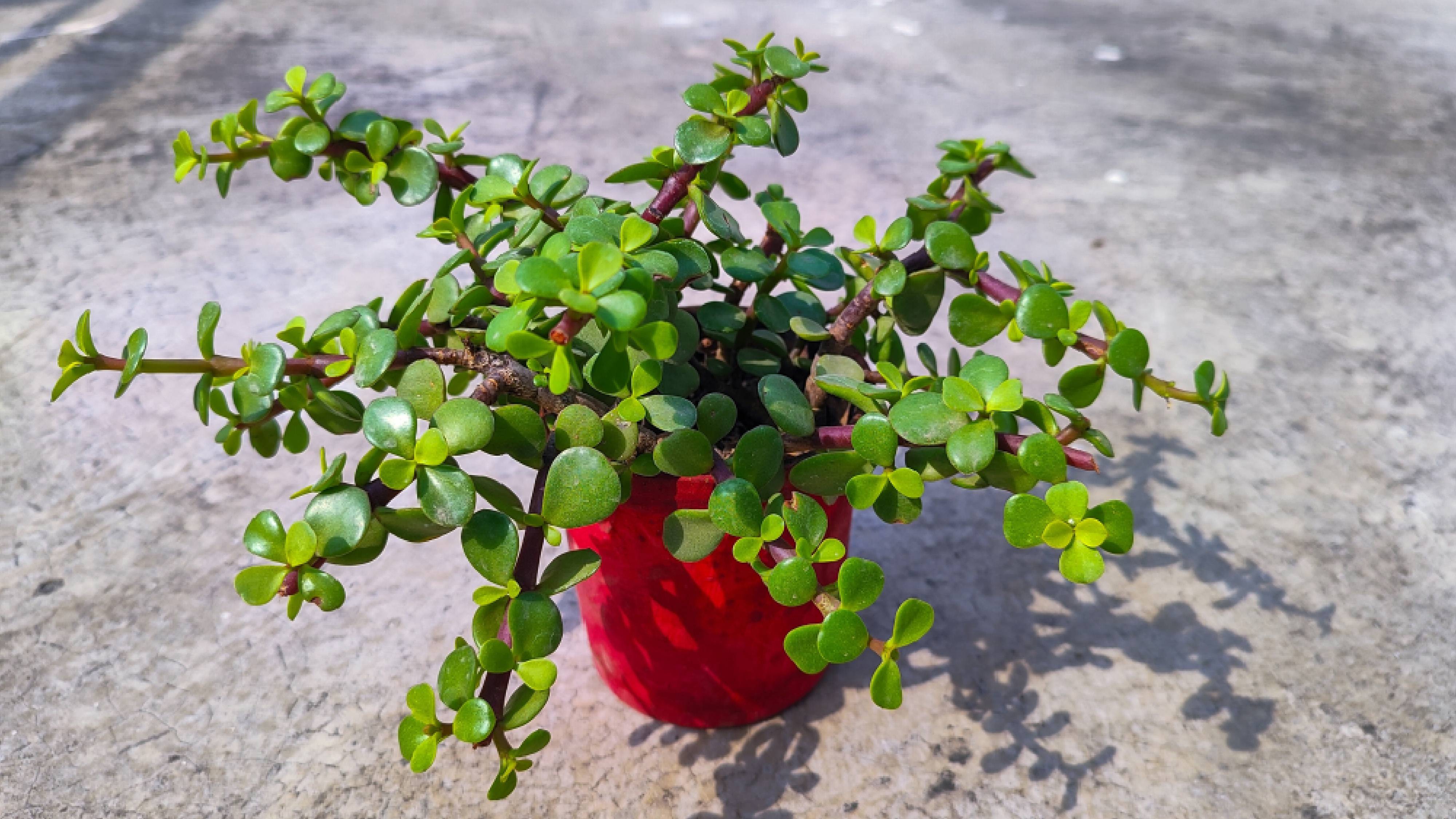 Outdoor jade plant
