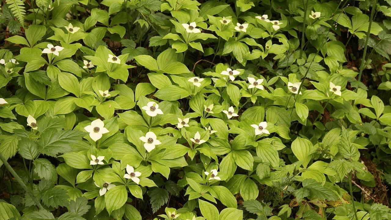 Creeping dogwood with green foliage and white star-like blooms