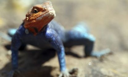 While humans are sweating through increasing temperatures, lizards are actually becoming smarter, according to new research.