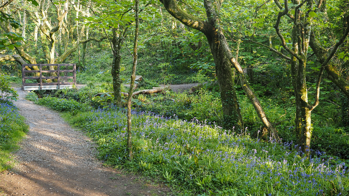 path leading to a bridge in the forest surrounded by bluebells
