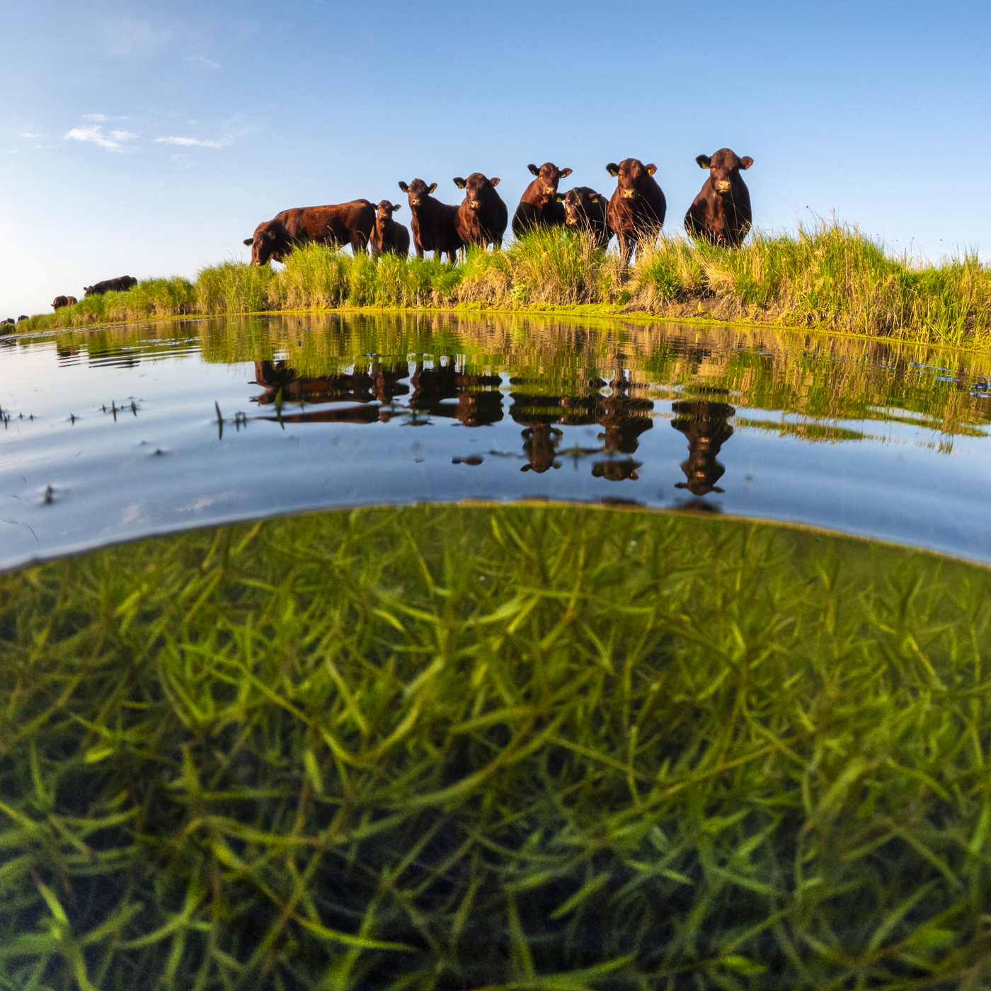 A split-level shot of cattle lined up along a grassy bank, their reflections mirrored in the still water below.