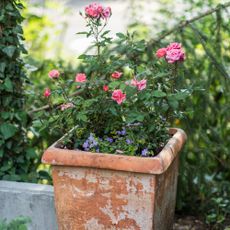 Small pink roses in bloom in a terracotta pot