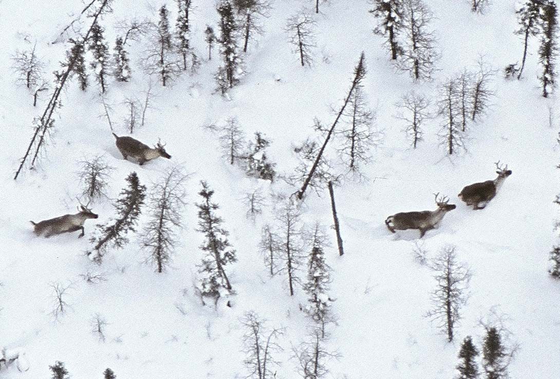 The real Donner, Dancer, Prancer, and Blitzen. A rare shot of four woodland caribou 