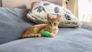 Ginger cat with bandaged paw