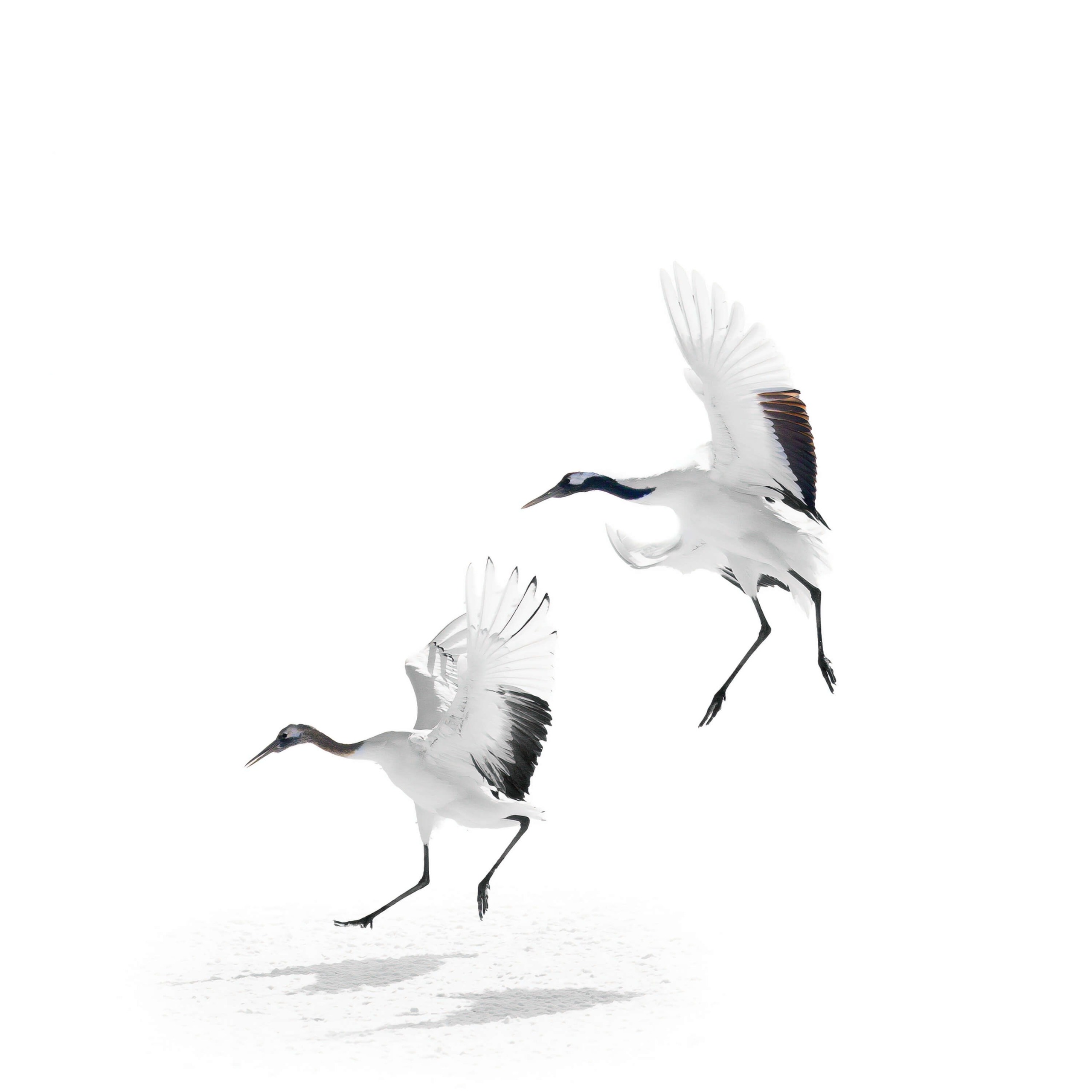 Red-crowned crane.