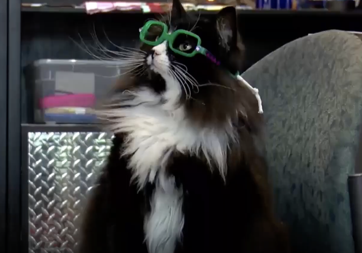 After being rescued by an optician, this cat now helps kids get