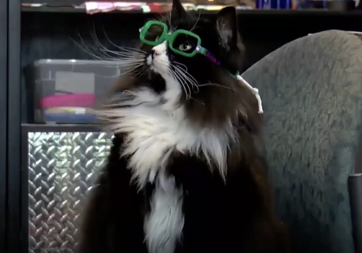 Truffles the cat wearing glasses.