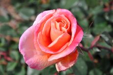 roses, rose photos, rose pictures
