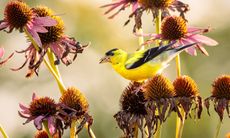 American Goldfinch feeding on coneflower seeds