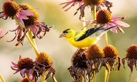 American Goldfinch feeding on coneflower seeds