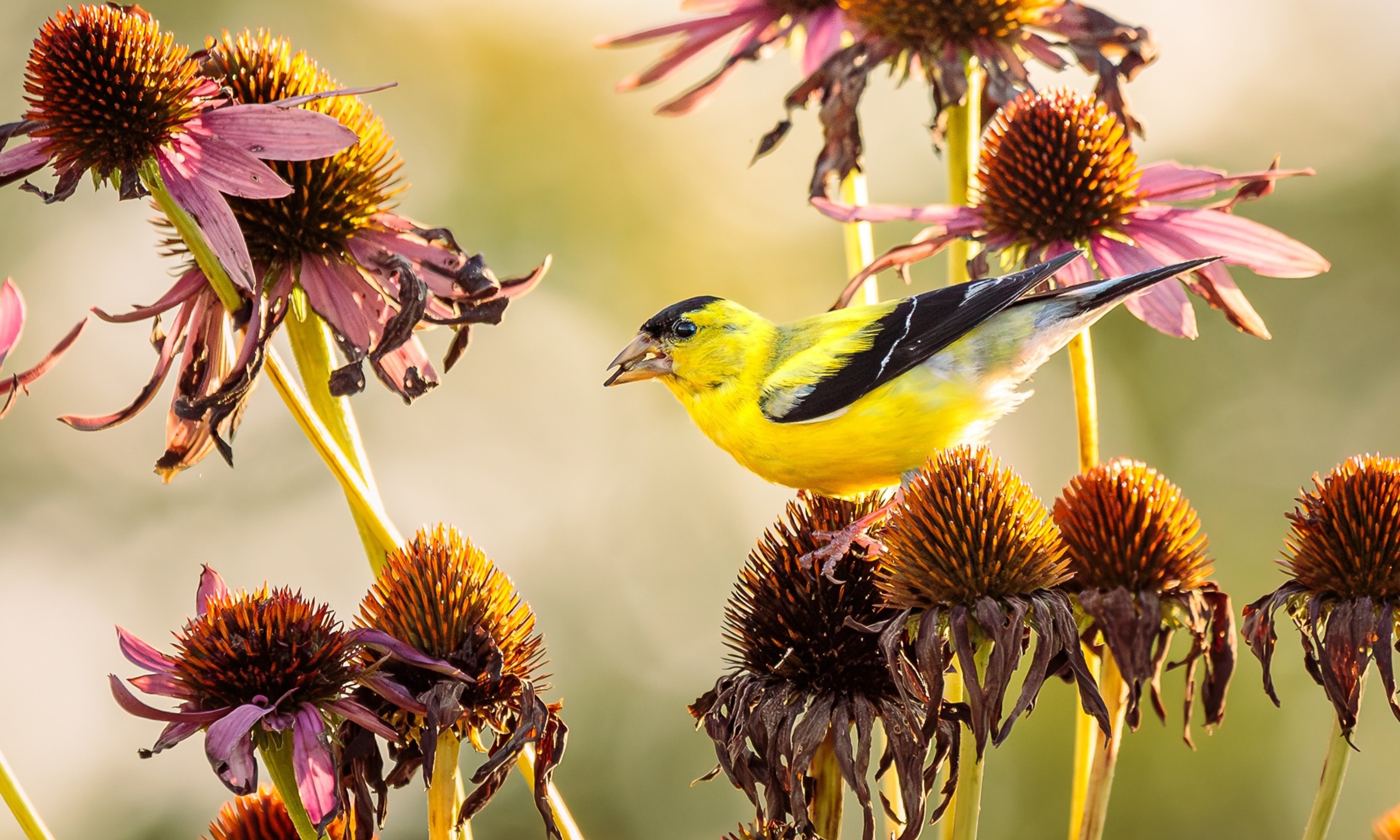 American Goldfinch feeding on coneflower seeds