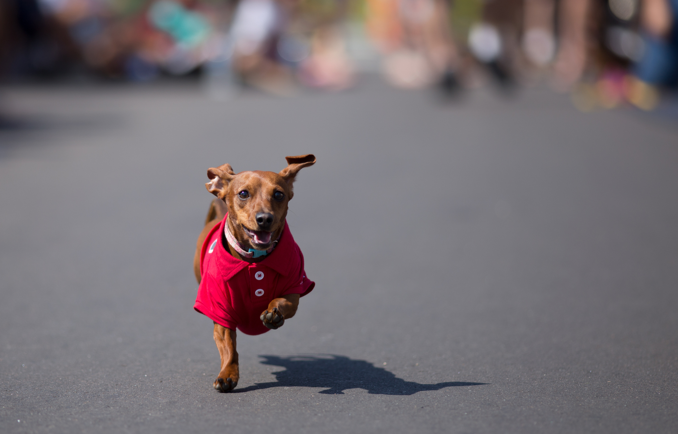 A brown dachshund wearing a red polo competing in a Weiner dog race