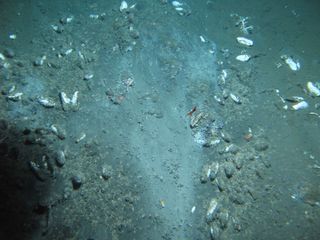 Clams, brittle stars and snails litter the seafloor.