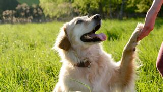 Dog with paw in owner's hand