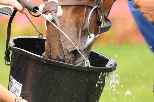 Horse drinking water from bucket.