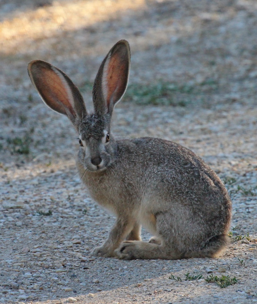 black-tailed jackrabbit