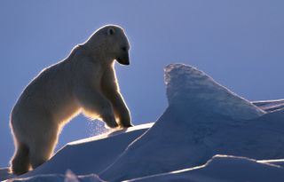 Remembering Bears wildlife photos