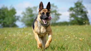 One of the best dogs for runners, a German Shepherd running across the grass
